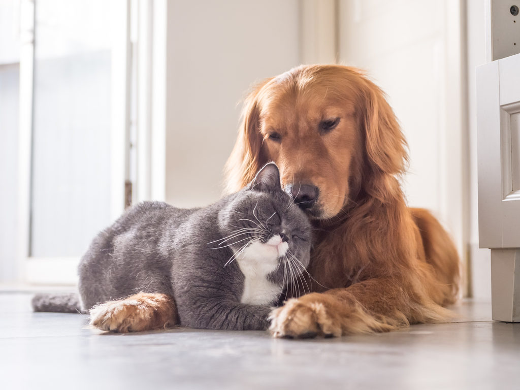a cat and dog cuddling